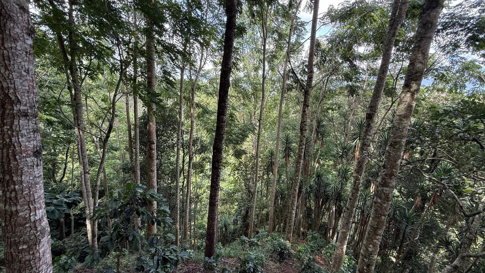 Shade-grown coffee under a canopy in CAPUCAS, Copán, Honduras
